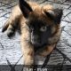 Purebred Belgian Malinois Puppies for Sale